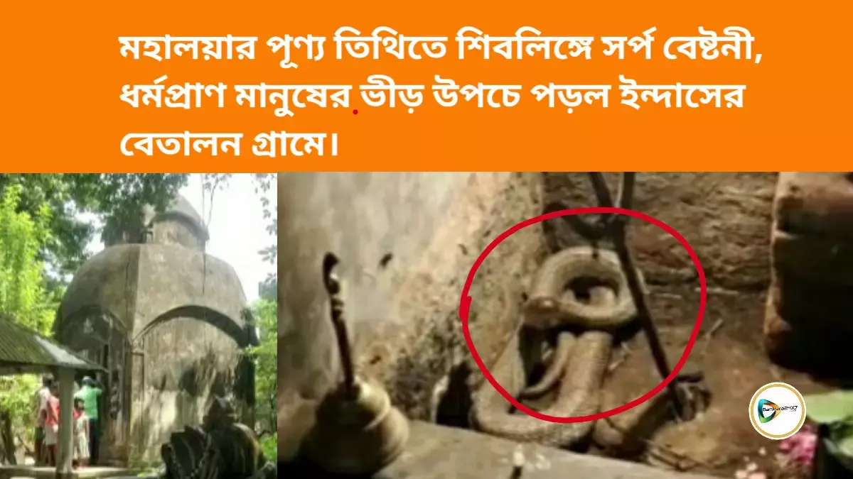 মহালয়ার পূণ্য তিথিতে শিবলিঙ্গে সর্প বেষ্টনী, ধর্মপ্রাণ মানুষের ভীড় উপচে পড়ল ইন্দাসের বেতালন গ্রামে। মহালয়ার পূণ্য তিথিতে শিবলিঙ্গে সর্প বেষ্টনী, ধর্মপ্রাণ মানুষের ভীড় উপচে পড়ল ইন্দাসের বেতালন গ্রামে।