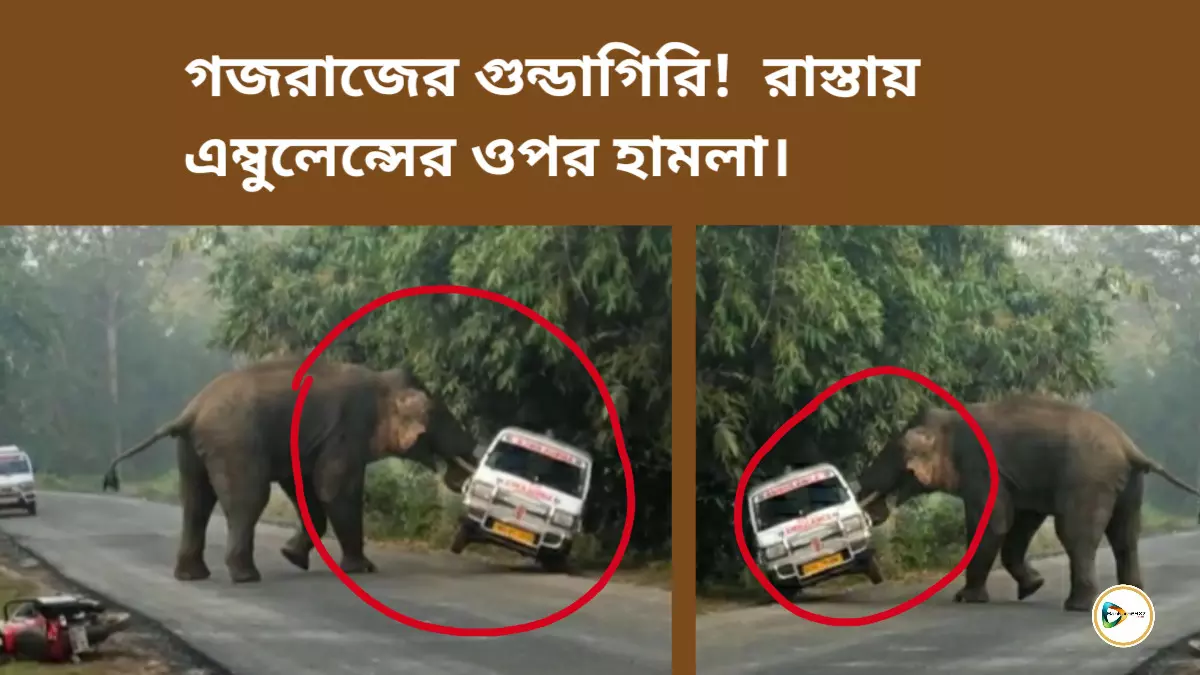 গজরাজের গুন্ডাগিরি! রাস্তায় এম্বুলেন্সের ওপর হামলা। গজরাজের গুন্ডাগিরি! রাস্তায় এম্বুলেন্সের ওপর হামলা।