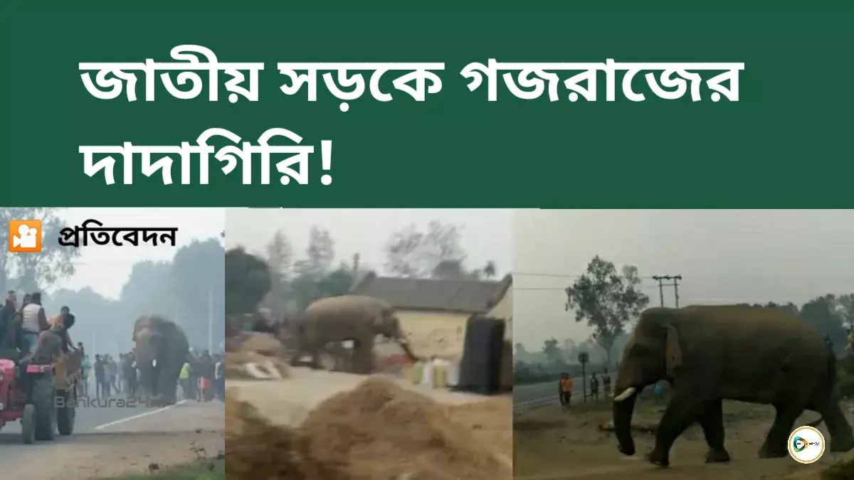 জাতীয় সড়কে গজরাজের দাদাগিরি! জাতীয় সড়কে গজরাজের দাদাগিরি!