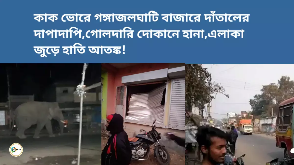 কাক ভোরে গঙ্গাজলঘাটি বাজারে দাঁতালের দাপাদাপি,গোলদারি দোকানে হানা,এলাকা জুড়ে হাতি আতঙ্ক! কাক ভোরে গঙ্গাজলঘাটি বাজারে দাঁতালের দাপাদাপি,গোলদারি দোকানে হানা,এলাকা জুড়ে হাতি আতঙ্ক!