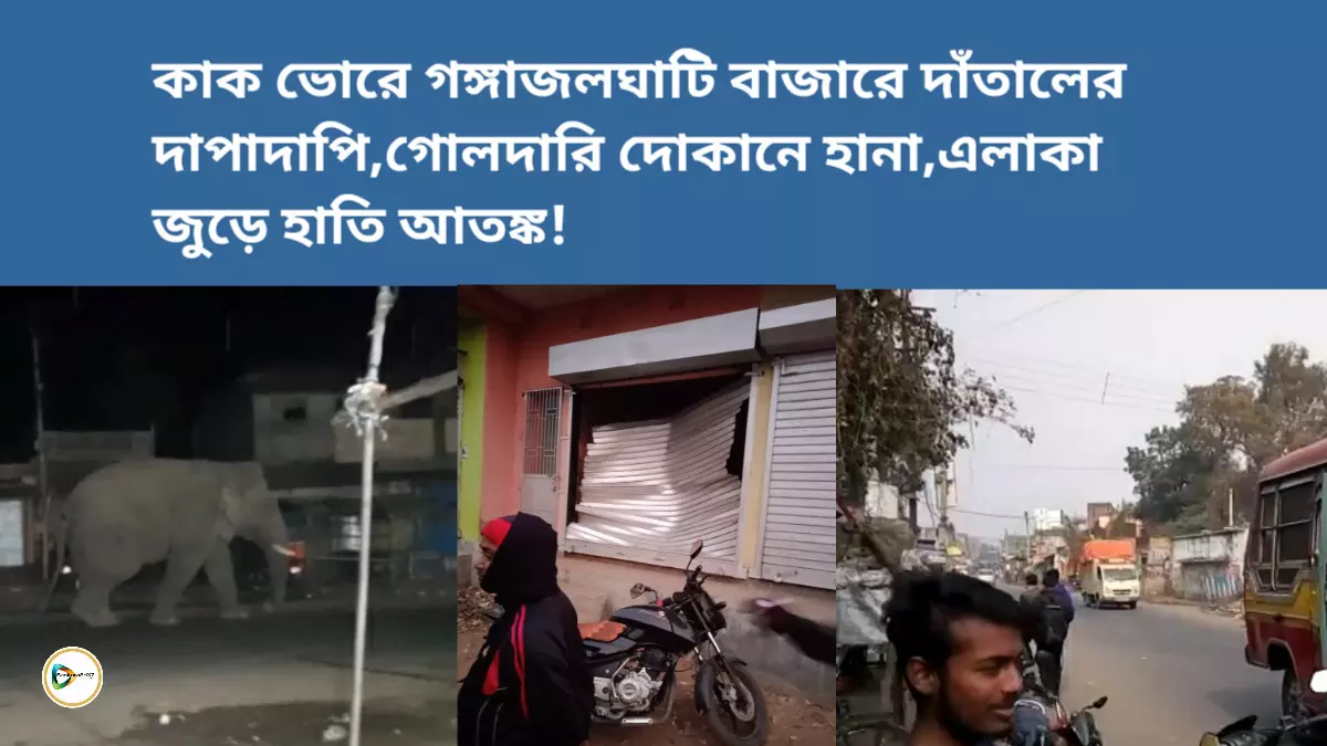 কাক ভোরে গঙ্গাজলঘাটি বাজারে দাঁতালের দাপাদাপি,গোলদারি দোকানে হানা,এলাকা জুড়ে হাতি আতঙ্ক!