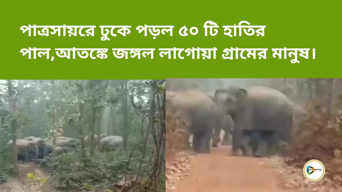 পাত্রসায়রে ঢুকে পড়ল ৫০ টি হাতির পাল,আতঙ্কে জঙ্গল লাগোয়া গ্রামের মানুষ।