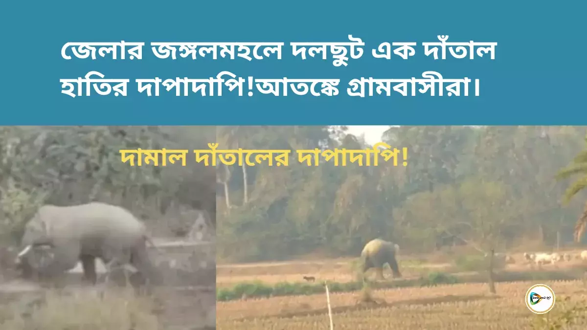 জেলার জঙ্গলমহলে দলছুট এক দাঁতাল হাতির দাপাদাপি!আতঙ্কে গ্রামবাসীরা। জেলার জঙ্গলমহলে দলছুট এক দাঁতাল হাতির দাপাদাপি!আতঙ্কে গ্রামবাসীরা।