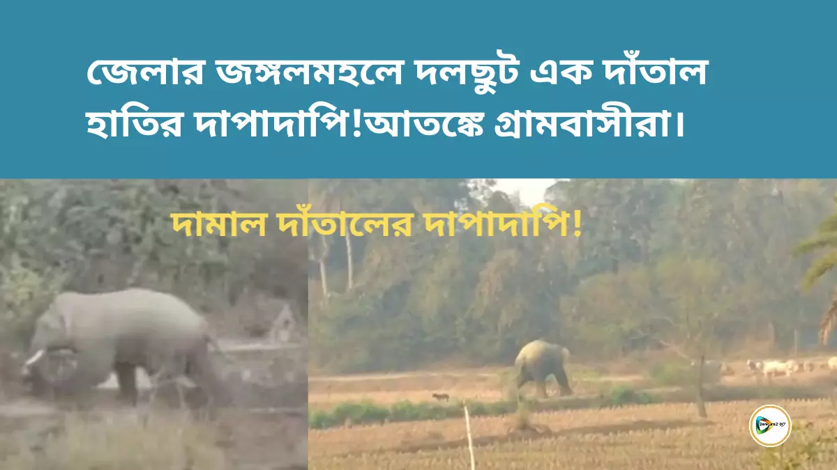 জেলার জঙ্গলমহলে দলছুট এক দাঁতাল হাতির দাপাদাপি!আতঙ্কে গ্রামবাসীরা। জেলার জঙ্গলমহলে দলছুট এক দাঁতাল হাতির দাপাদাপি!আতঙ্কে গ্রামবাসীরা।