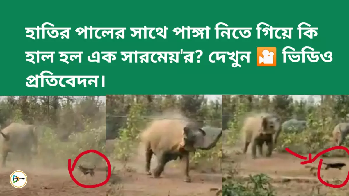 হাতির পালের সাথে পাঙ্গা নিতে গিয়ে কি হাল হল এক সারমেয়র? দেখুন ভিডিও প্রতিবেদন।