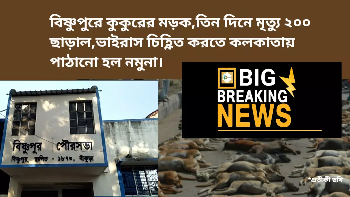 বিষ্ণুপুরে কুকুরের মড়ক, তিন দিনে মৃত্যু ২০০ ছাড়াল,ভাইরাস চিহ্ণিত করতে কলকাতায় পাঠানো হল নমুনা। বিষ্ণুপুরে কুকুরের মড়ক, তিন দিনে মৃত্যু ২০০ ছাড়াল,ভাইরাস চিহ্ণিত করতে কলকাতায় পাঠানো হল নমুনা।