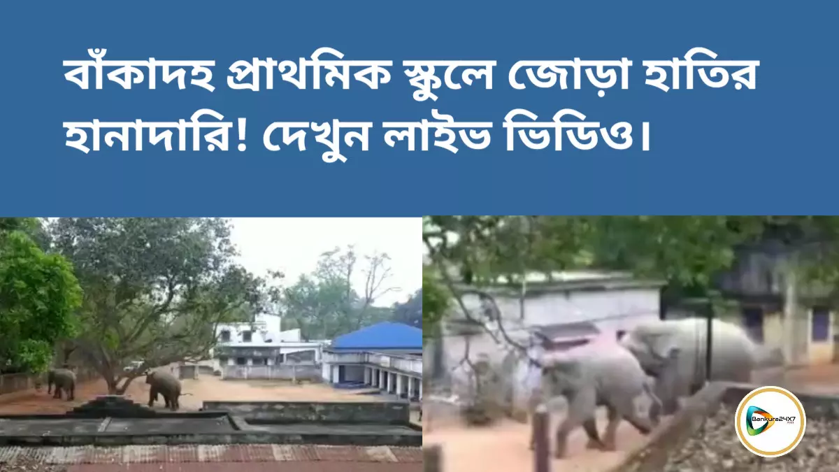 বাঁকাদহ প্রাথমিক স্কুলে জোড়া হাতির হানাদারি! দেখুন লাইভ ভিডিও। বাঁকাদহ প্রাথমিক স্কুলে জোড়া হাতির হানাদারি! দেখুন লাইভ ভিডিও।