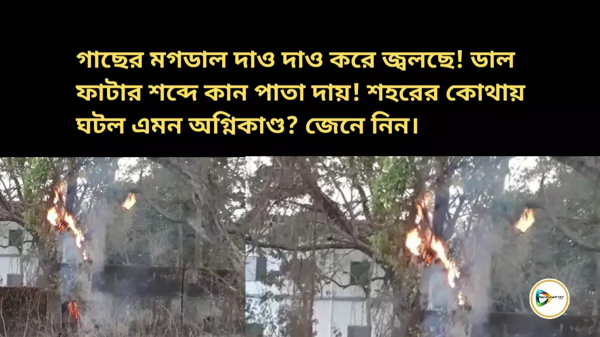 গাছের মগডাল দাও দাও করে জ্বলছে! ডাল ফাটার শব্দে কান পাতা দায়! শহরের কোথায় ঘটল এমন অগ্নিকাণ্ড? জেনে নিন।