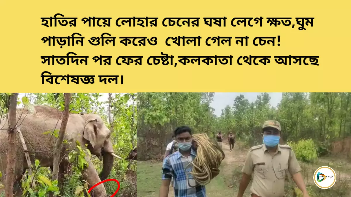 হাতির পায়ে লোহার চেনের ঘষা লেগে ক্ষত,ঘুম পাড়ানি গুলি করেও  খোলা গেল না চেন! সাতদিন পর ফের চেষ্টা,কলকাতা থেকে আসছে বিশেষজ্ঞ দল।