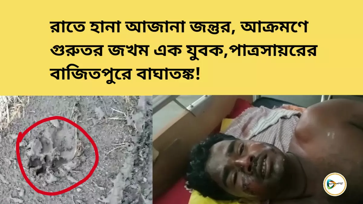 রাতে হানা আজানা জন্তুর, আক্রমণে গুরুতর জখম এক যুবক,পাত্রসায়রের বাজিতপুরে বাঘাতঙ্ক!