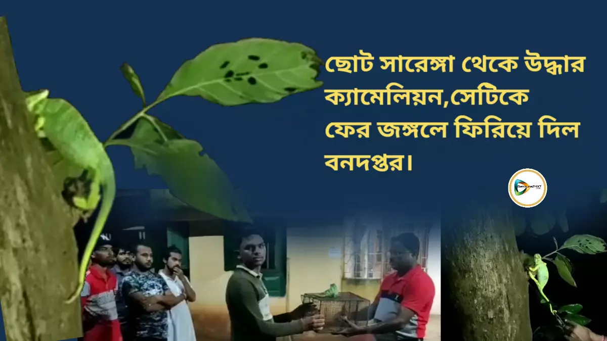 ছোট সারেঙ্গা থেকে উদ্ধার ক্যামেলিয়ন,সেটিকে ফের জঙ্গলে ফিরিয়ে দিল বনদপ্তর। ছোট সারেঙ্গা থেকে উদ্ধার ক্যামেলিয়ন,সেটিকে ফের জঙ্গলে ফিরিয়ে দিল বনদপ্তর।