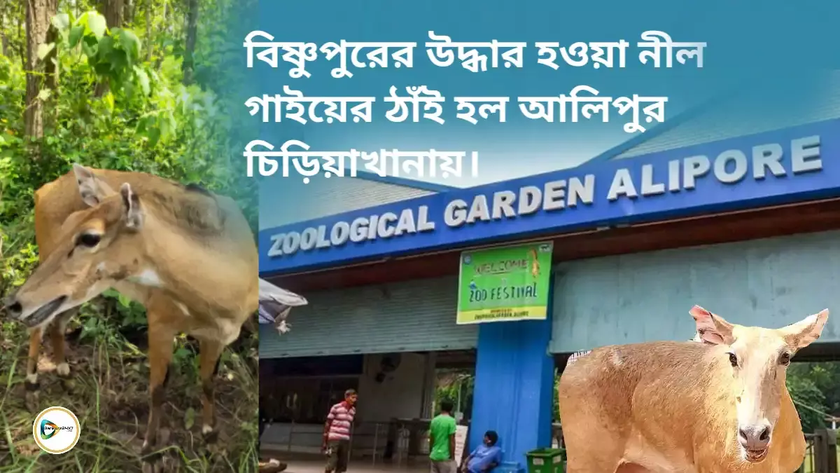 বিষ্ণুপুরের উদ্ধার হওয়া নীল গাইয়ের ঠাঁই হল আলিপুর চিড়িয়াখানায়। বিষ্ণুপুরের উদ্ধার হওয়া নীল গাইয়ের ঠাঁই হল আলিপুর চিড়িয়াখানায়।
