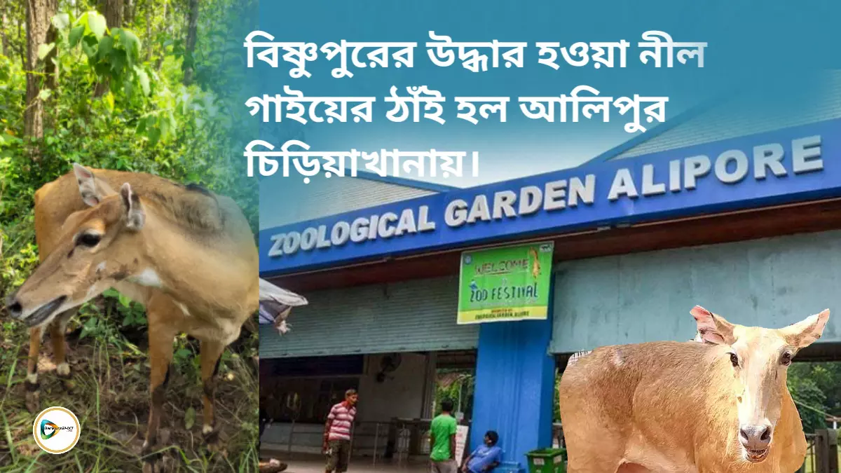 বিষ্ণুপুরের উদ্ধার হওয়া নীল গাইয়ের ঠাঁই হল আলিপুর চিড়িয়াখানায়।