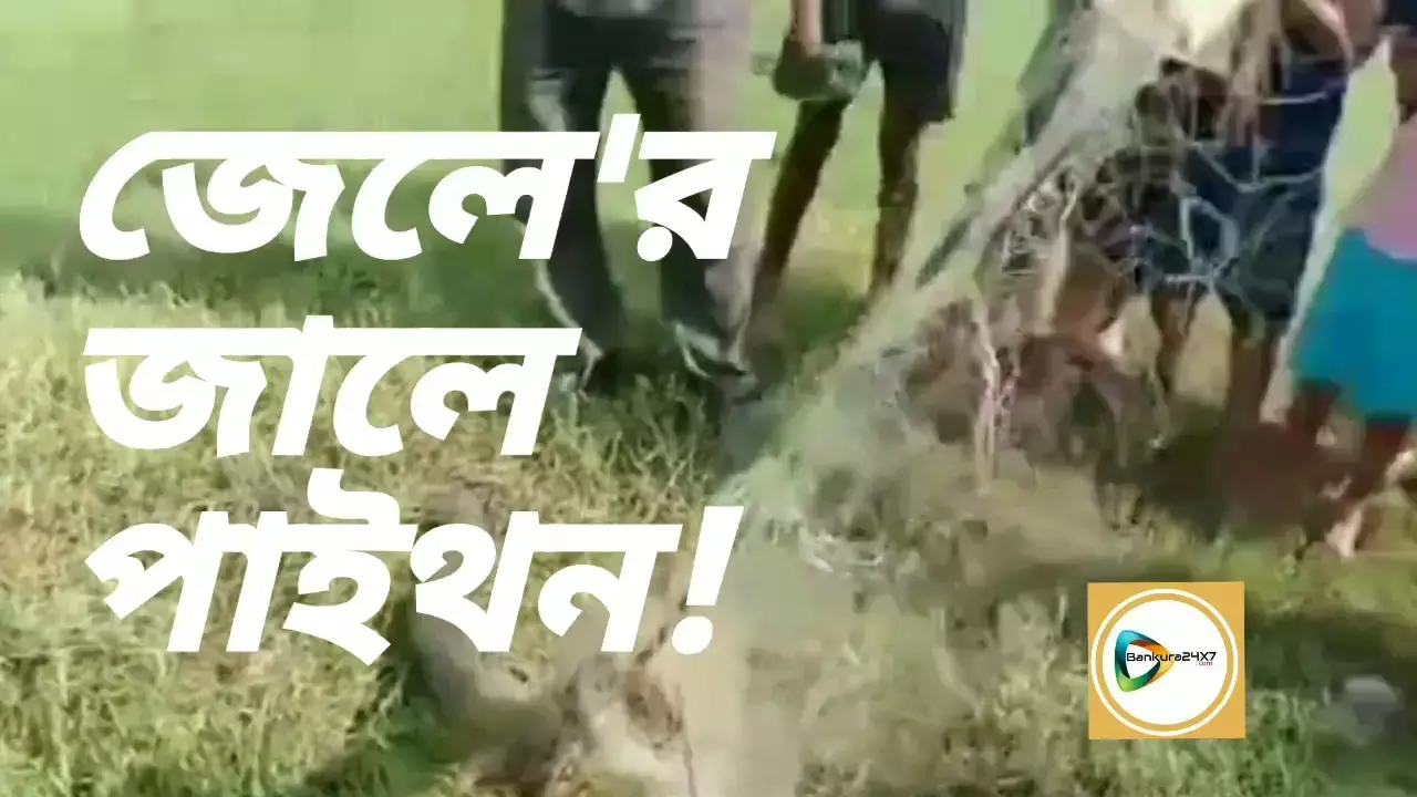 জেলের জালে ধরা পড়ল মস্ত পাইথন,শরগোল মালিয়াড়ার মেটালি গ্রামে,জাল কেটে পাইথন উদ্ধার বন দপ্তরের। জেলের জালে ধরা পড়ল মস্ত পাইথন,শরগোল মালিয়াড়ার মেটালি গ্রামে,জাল কেটে পাইথন উদ্ধার বন দপ্তরের।