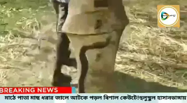 মাঠে পাতা মাছ ধরার জালে আটকে পড়ল বিশাল কেউটে! হুলুস্থুল হাসানডাঙ্গা গ্রাম জুড়ে। মাঠে পাতা মাছ ধরার জালে আটকে পড়ল বিশাল কেউটে! হুলুস্থুল হাসানডাঙ্গা গ্রাম জুড়ে।