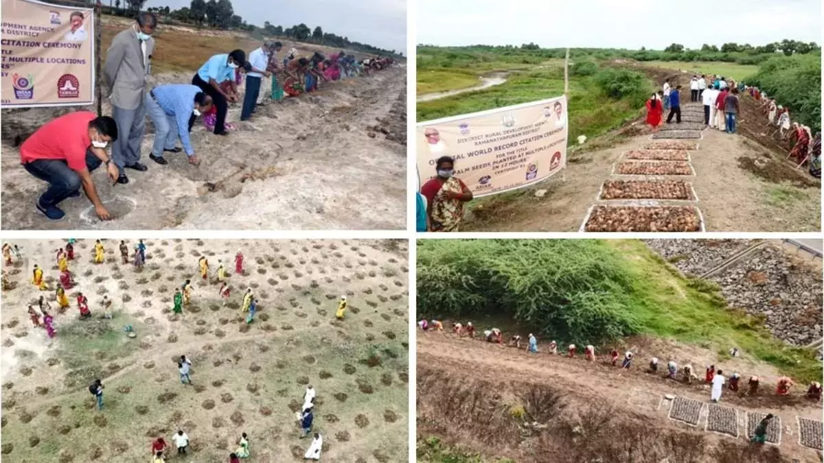 17,71,840 Palmyra seeds planted in 12 hours: Ramanathapuram District in Tamil Nadu creates World Record 17,71,840 Palmyra seeds planted in 12 hours: Ramanathapuram District in Tamil Nadu creates World Record
