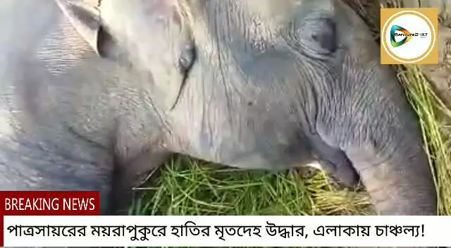 পাত্রসায়রের ময়রাপুকুরে হাতির মৃতদেহ উদ্ধার,এলাকায় চাঞ্চল্য! ঘটনাস্থলে বন দপ্তরের আধিকারিকরা।