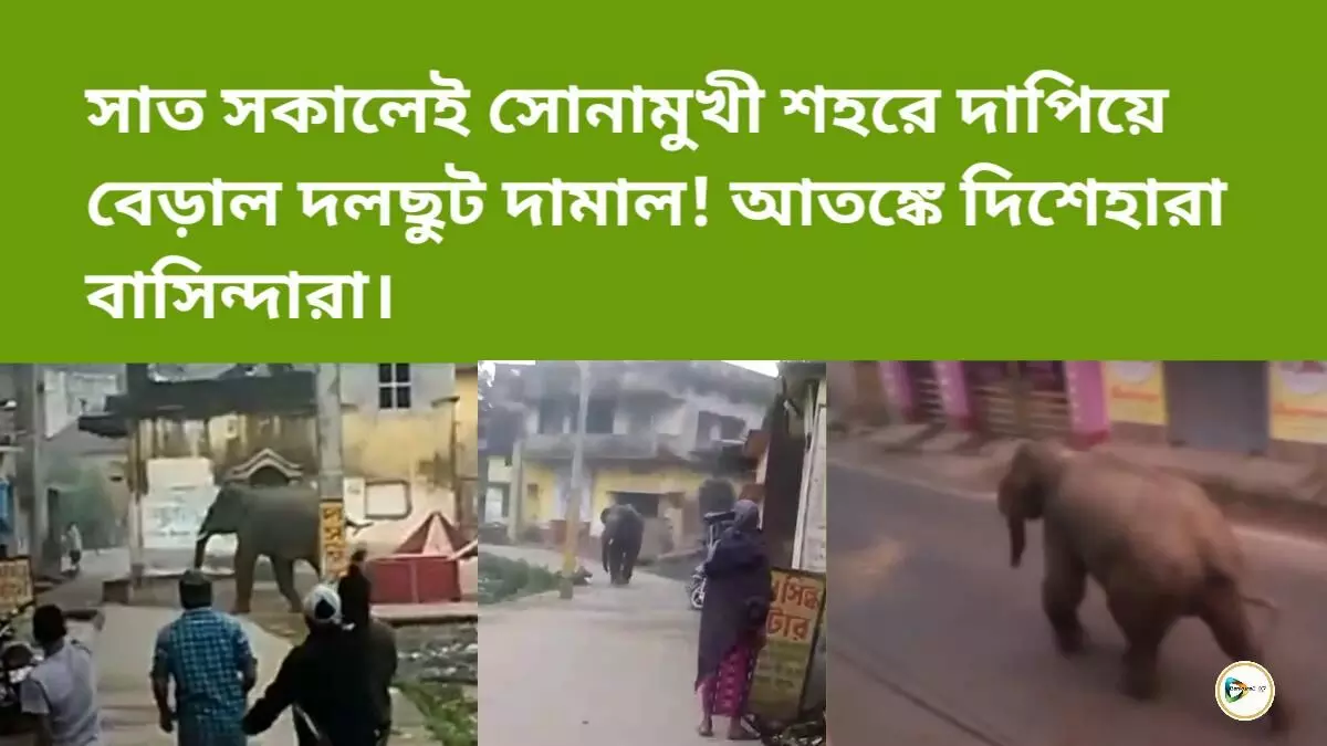 সাত সকালেই সোনামুখী শহরে দাপিয়ে বেড়াল দলছুট দামাল!আতঙ্কে দিশেহারা বাসিন্দারা।