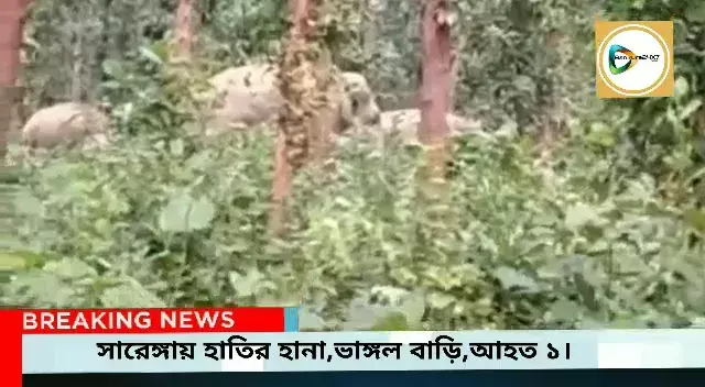 মেদিনীপুর থেকে সারেঙ্গায় হানা ১০টি হাতির দলের,তেলিজাতে ভাঙ্গল বাড়ী,আহত ১,নজরদারি বন দপ্তরের। মেদিনীপুর থেকে সারেঙ্গায় হানা ১০টি হাতির দলের,তেলিজাতে ভাঙ্গল বাড়ী,আহত ১,নজরদারি বন দপ্তরের।