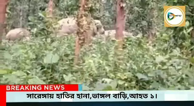 মেদিনীপুর থেকে সারেঙ্গায় হানা ১০টি হাতির দলের,তেলিজাতে ভাঙ্গল বাড়ী,আহত ১,নজরদারি বন দপ্তরের।