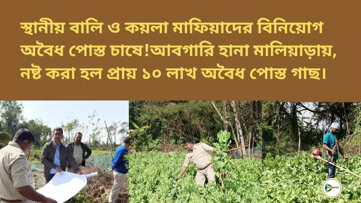 স্থানীয় বালি ও কয়লা মাফিয়াদের বিনিয়োগ অবৈধ পোস্ত চাষে!আবগারি হানা মালিয়াড়ায়, নষ্ট করা হল প্রায় ১০ লাখ অবৈধ পোস্ত গাছ। স্থানীয় বালি ও কয়লা মাফিয়াদের বিনিয়োগ অবৈধ পোস্ত চাষে!আবগারি হানা মালিয়াড়ায়, নষ্ট করা হল প্রায় ১০ লাখ অবৈধ পোস্ত গাছ।