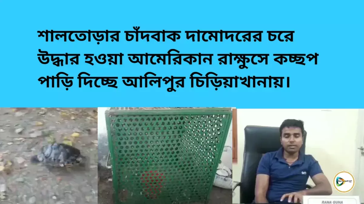শালতোড়ার চাঁদবাক দামোদরের চরে উদ্ধার হওয়া আমেরিকান রাক্ষুসে কচ্ছপ পাড়ি দিচ্ছে আলিপুর চিড়িয়াখানায়। শালতোড়ার চাঁদবাক দামোদরের চরে উদ্ধার হওয়া আমেরিকান রাক্ষুসে কচ্ছপ পাড়ি দিচ্ছে আলিপুর চিড়িয়াখানায়।