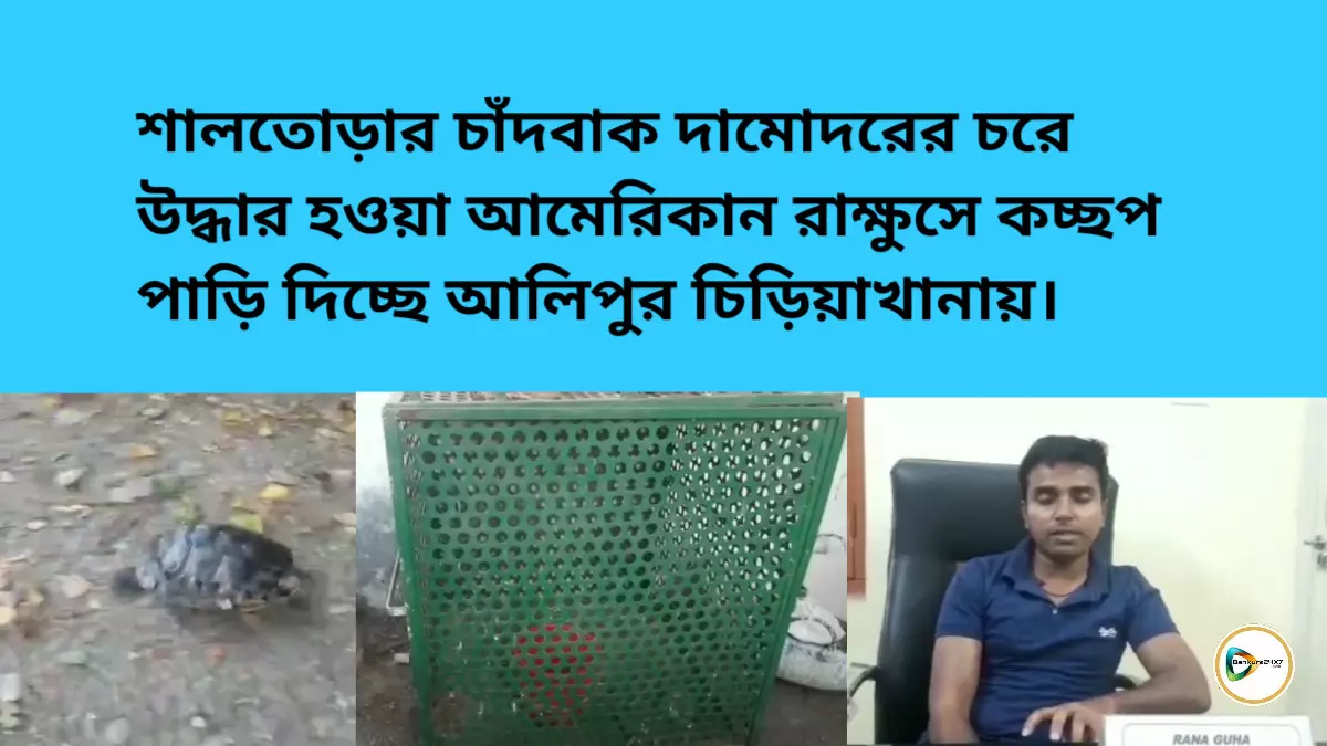 শালতোড়ার চাঁদবাক দামোদরের চরে উদ্ধার হওয়া আমেরিকান রাক্ষুসে কচ্ছপ পাড়ি দিচ্ছে আলিপুর চিড়িয়াখানায়।