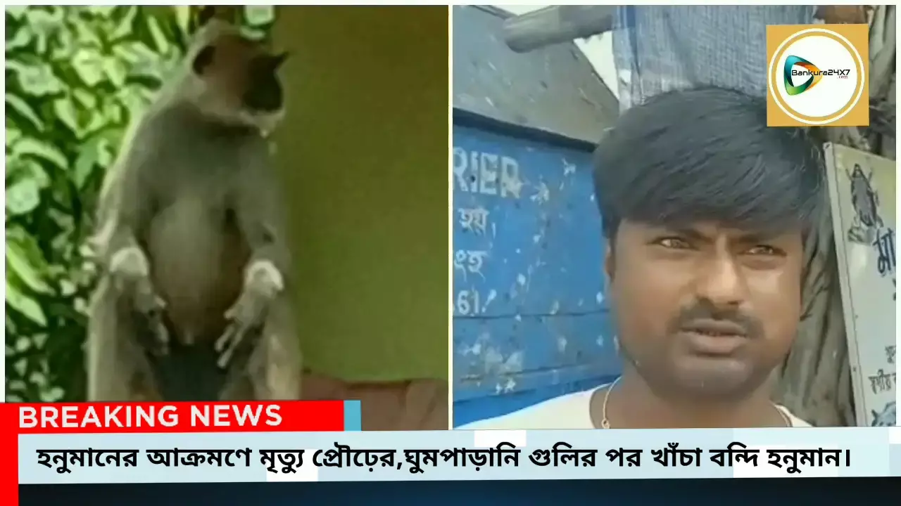 হনুমানের আক্রমণে জিঘাটিতে মৃত্যু প্রৌঢ়ের, ঘুমপাড়ানি গুলির পর খাঁচা বন্দি হনুমান। হনুমানের আক্রমণে জিঘাটিতে মৃত্যু প্রৌঢ়ের, ঘুমপাড়ানি গুলির পর খাঁচা বন্দি হনুমান।