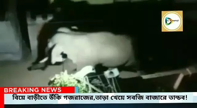 বিয়ে বাড়ীতে উঁকি গজরাজের,তাড়া খেয়ে সবজি বাজারে তান্ডব!রাতভর গঙ্গাজলঘাটিতে শোরগোল।