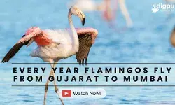 Flamingos Migrate Every Year from Gujarat to the Mumbai mud lands of Sewri Flamingos Migrate Every Year from Gujarat to the Mumbai mud lands of Sewri