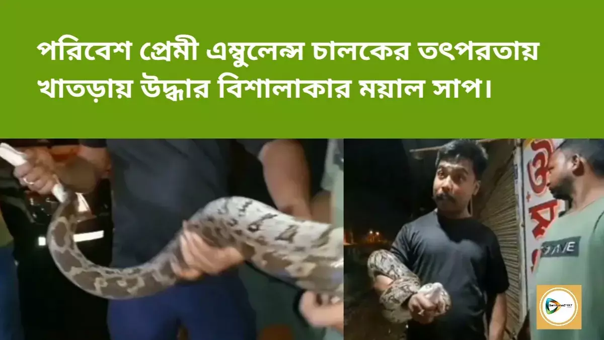 পরিবেশ প্রেমী এম্বুলেন্স চালকের তৎপরতায় খাতড়ায় উদ্ধার বিশালাকার ময়াল সাপ। পরিবেশ প্রেমী এম্বুলেন্স চালকের তৎপরতায় খাতড়ায় উদ্ধার বিশালাকার ময়াল সাপ।