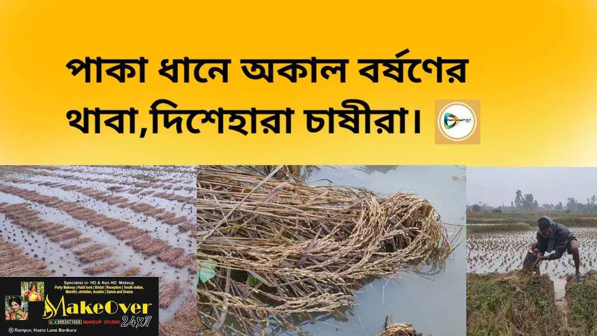 পাকা ধানে অকাল বর্ষণের থাবা,দিশেহারা চাষীরা। পাকা ধানে অকাল বর্ষণের থাবা,দিশেহারা চাষীরা।