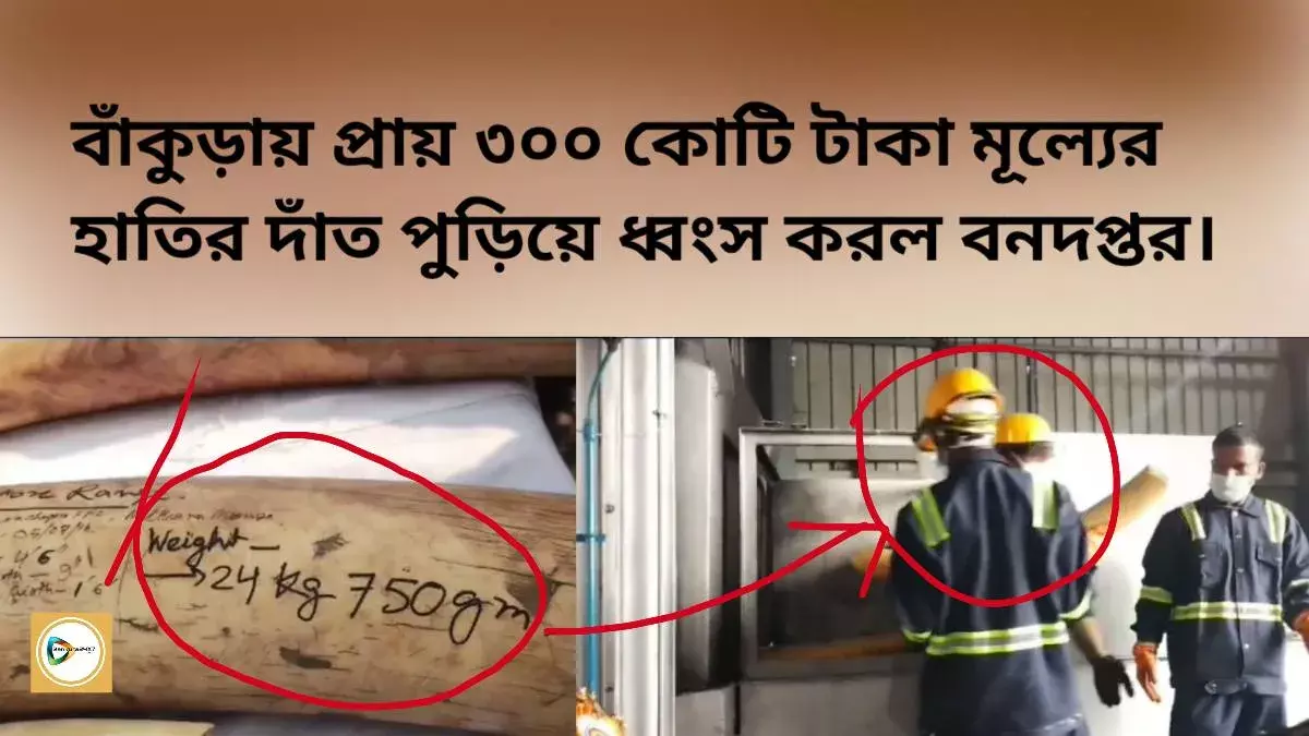 বাঁকুড়ায় প্রায় ৩০০ কোটি টাকা মূল্যের হাতির দাঁত পুড়িয়ে ধ্বংস করল বনদপ্তর। বাঁকুড়ায় প্রায় ৩০০ কোটি টাকা মূল্যের হাতির দাঁত পুড়িয়ে ধ্বংস করল বনদপ্তর।