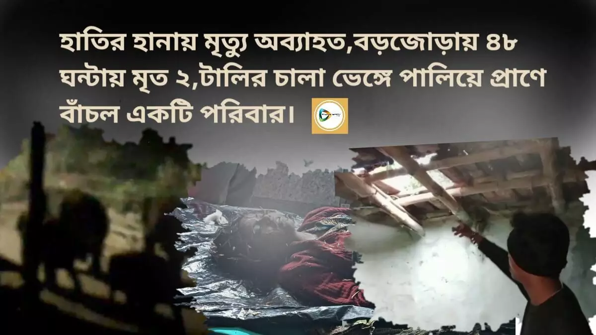 হাতির হানায় মৃত্যু অব্যাহত,বড়জোড়ায় ৪৮ ঘন্টায় মৃত ২,টালির চালা ভেঙ্গে পালিয়ে প্রাণে বাঁচল একটি পরিবার।