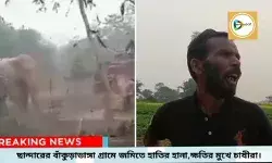 আলু আর গমের জমিতে দলমার দামালদের হানা বাঁকুড়াডাঙ্গা গ্রামে,ক্ষতির মুখে পড়ে বন দপ্তরকে দুষছেন গ্রামবাসীরা। আলু আর গমের জমিতে দলমার দামালদের হানা বাঁকুড়াডাঙ্গা গ্রামে,ক্ষতির মুখে পড়ে বন দপ্তরকে দুষছেন গ্রামবাসীরা।