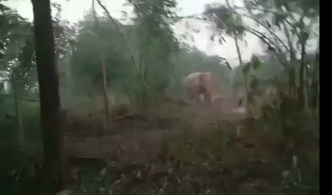 জেলায় ঘাটি গেড়েছে ৪৫ টি হাতি,জঙ্গল লাগোয়া এলাকায় মাধ্যমিক পরীক্ষার্থীদের পরীক্ষাকেন্দ্রে যাতায়াতের দায়িত্ব নিল বনদপ্তর। জেলায় ঘাটি গেড়েছে ৪৫ টি হাতি,জঙ্গল লাগোয়া এলাকায় মাধ্যমিক পরীক্ষার্থীদের পরীক্ষাকেন্দ্রে যাতায়াতের দায়িত্ব নিল বনদপ্তর।