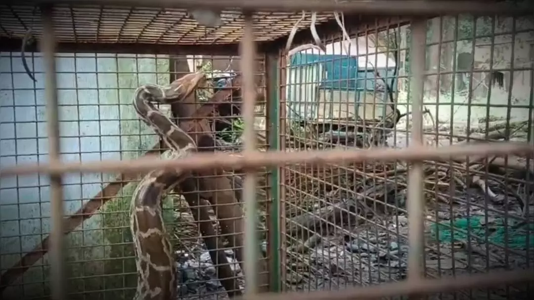 মাছ ধরার জালে আটকে পড়া ময়াল সাপ উদ্ধার করল বনদপ্তর।