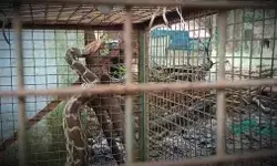 মাছ ধরার জালে আটকে পড়া ময়াল সাপ উদ্ধার করল বনদপ্তর। মাছ ধরার জালে আটকে পড়া ময়াল সাপ উদ্ধার করল বনদপ্তর।