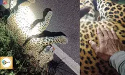 বিষ্ণুপুরের বাঁকাদহে গাড়ির ধাক্কায় চিতাবাঘের মৃত্যু,ময়নাতদন্ত করবে বনদপ্তর। বিষ্ণুপুরের বাঁকাদহে গাড়ির ধাক্কায় চিতাবাঘের মৃত্যু,ময়নাতদন্ত করবে বনদপ্তর।