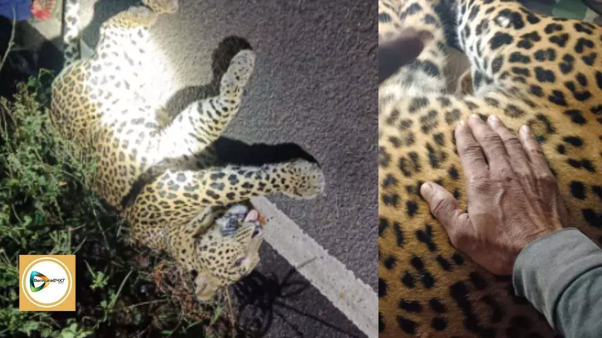 বিষ্ণুপুরের বাঁকাদহে গাড়ির ধাক্কায় চিতাবাঘের মৃত্যু,ময়নাতদন্ত করবে বনদপ্তর। বিষ্ণুপুরের বাঁকাদহে গাড়ির ধাক্কায় চিতাবাঘের মৃত্যু,ময়নাতদন্ত করবে বনদপ্তর।