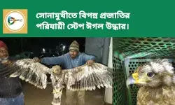 সোনামুখীতে বিপন্ন প্রজাতির পরিযায়ী স্টেপ ঈগল উদ্ধার।