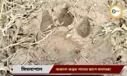 জেলার জঙ্গল মহলে অজানা জন্তুর পায়ের ছাপ ঘিরে বাঘাতঙ্ক,পাগমার্ক (Pugmark) পরীক্ষা বনদপ্তরের।