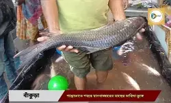 পান্তাভাতে দেশী মাছের জয়জয়কার! মানবাজারের রুই-কাতলায় মাতোয়ারা শহর বাঁকুড়া। পান্তাভাতে দেশী মাছের জয়জয়কার! মানবাজারের রুই-কাতলায় মাতোয়ারা শহর বাঁকুড়া।