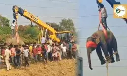 হাতির তাণ্ডবে উত্তাল জয়পুর, মৃত ১, আহত ৬ — ঘুমপাড়ানি গুলিতে কাবু করে জঙ্গলে ছাড়া হল হাতিটিকে।