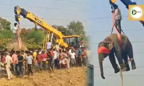 হাতির তাণ্ডবে উত্তাল জয়পুর, মৃত ১, আহত ৬ — ঘুমপাড়ানি গুলিতে কাবু করে জঙ্গলে ছাড়া হল হাতিটিকে।