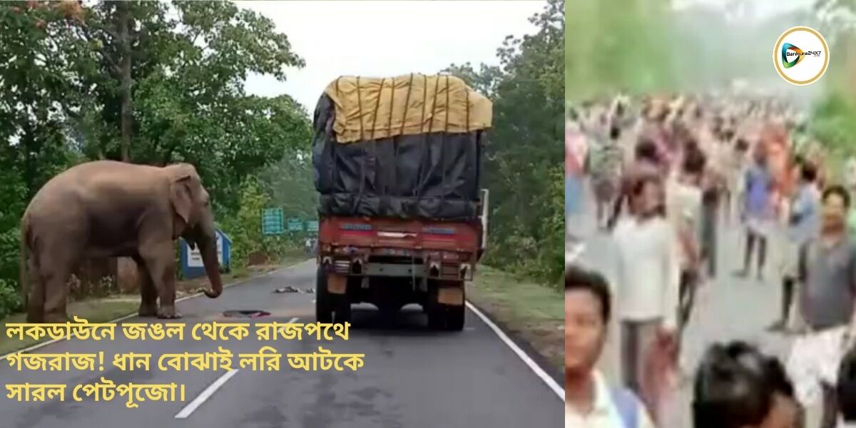 লকডাউনে জঙল থেকে রাজপথে গজরাজ! ধান বোঝাই লরি আটকে সারল পেটপূজো। লকডাউনে জঙল থেকে রাজপথে গজরাজ! ধান বোঝাই লরি আটকে সারল পেটপূজো।