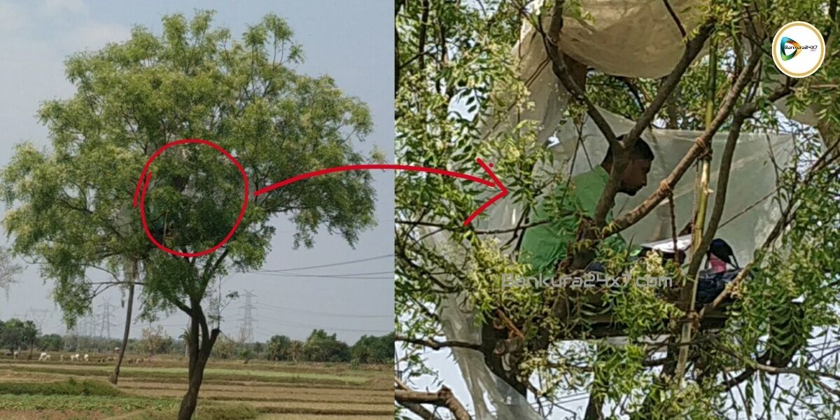 মোবাইলে নেট সংযোগ পেতে, নিমগাছের মগডালে মাচা বেঁধে ডাব্লুবিসিএসের অভিনব ভার্চুয়াল কোচিং সুব্রতর। মোবাইলে নেট সংযোগ পেতে, নিমগাছের মগডালে মাচা বেঁধে ডাব্লুবিসিএসের অভিনব ভার্চুয়াল কোচিং সুব্রতর।