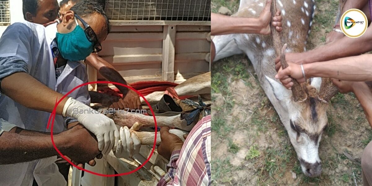 হাসপাতালে হরিণ! অস্ত্রোপচার করে জোড়া হল ভাঙ্গা পা। দেখুন ভিডিও প্রতিবেদন। হাসপাতালে হরিণ! অস্ত্রোপচার করে জোড়া হল ভাঙ্গা পা। দেখুন ভিডিও প্রতিবেদন।