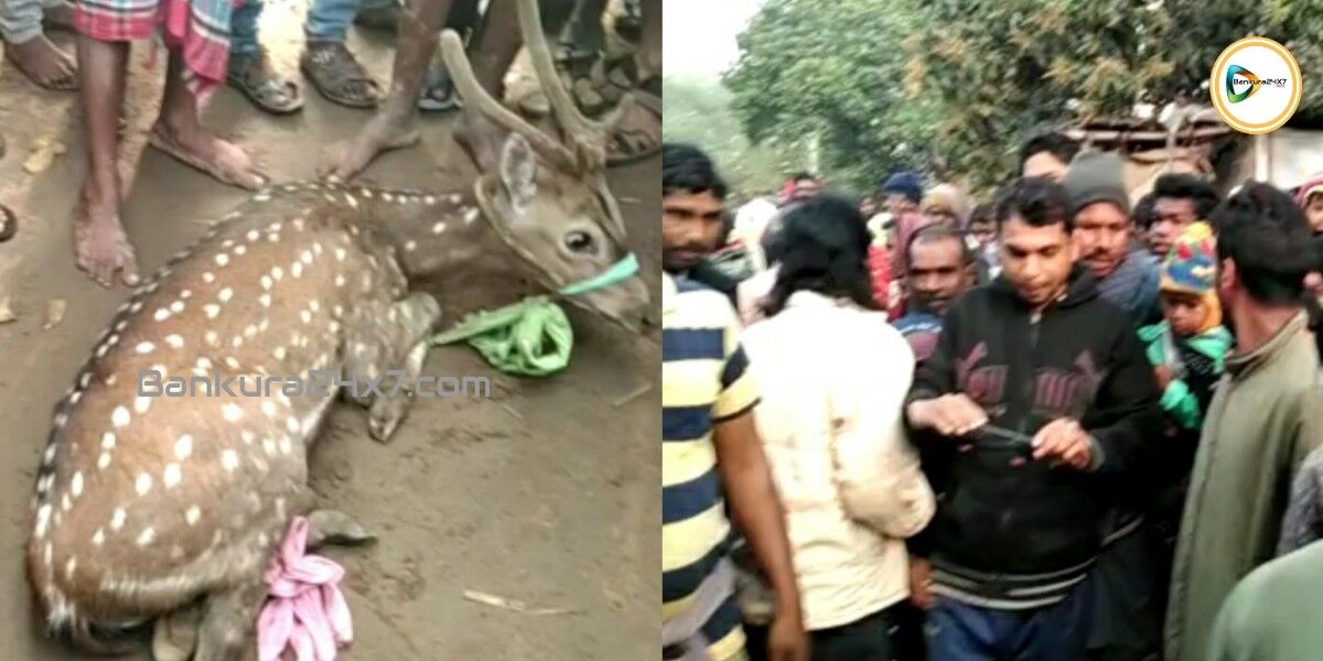 সারেঙ্গার চিংড়ার রাবনবাঁধ গ্রামে উদ্ধার হওয়া হরিণটিকে নেকড়াপাহাড়ীর জঙ্গলে ছাড়ল বন দপ্তর। সারেঙ্গার চিংড়ার রাবনবাঁধ গ্রামে উদ্ধার হওয়া হরিণটিকে নেকড়াপাহাড়ীর জঙ্গলে ছাড়ল বন দপ্তর।