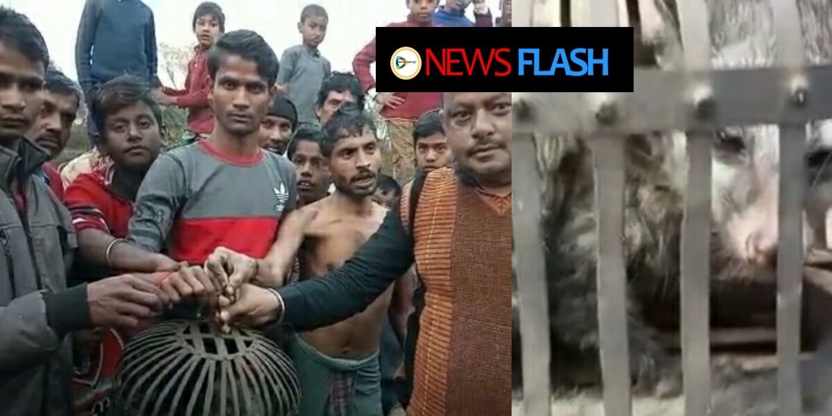 কেঞ্জাকুড়ায় গন্ধগোকুল উদ্ধার কে ঘিরে চাঞ্চল্য। দেখুন 🎦 ভিডিও প্রতিবেদন। কেঞ্জাকুড়ায় গন্ধগোকুল উদ্ধার কে ঘিরে চাঞ্চল্য। দেখুন 🎦 ভিডিও প্রতিবেদন।